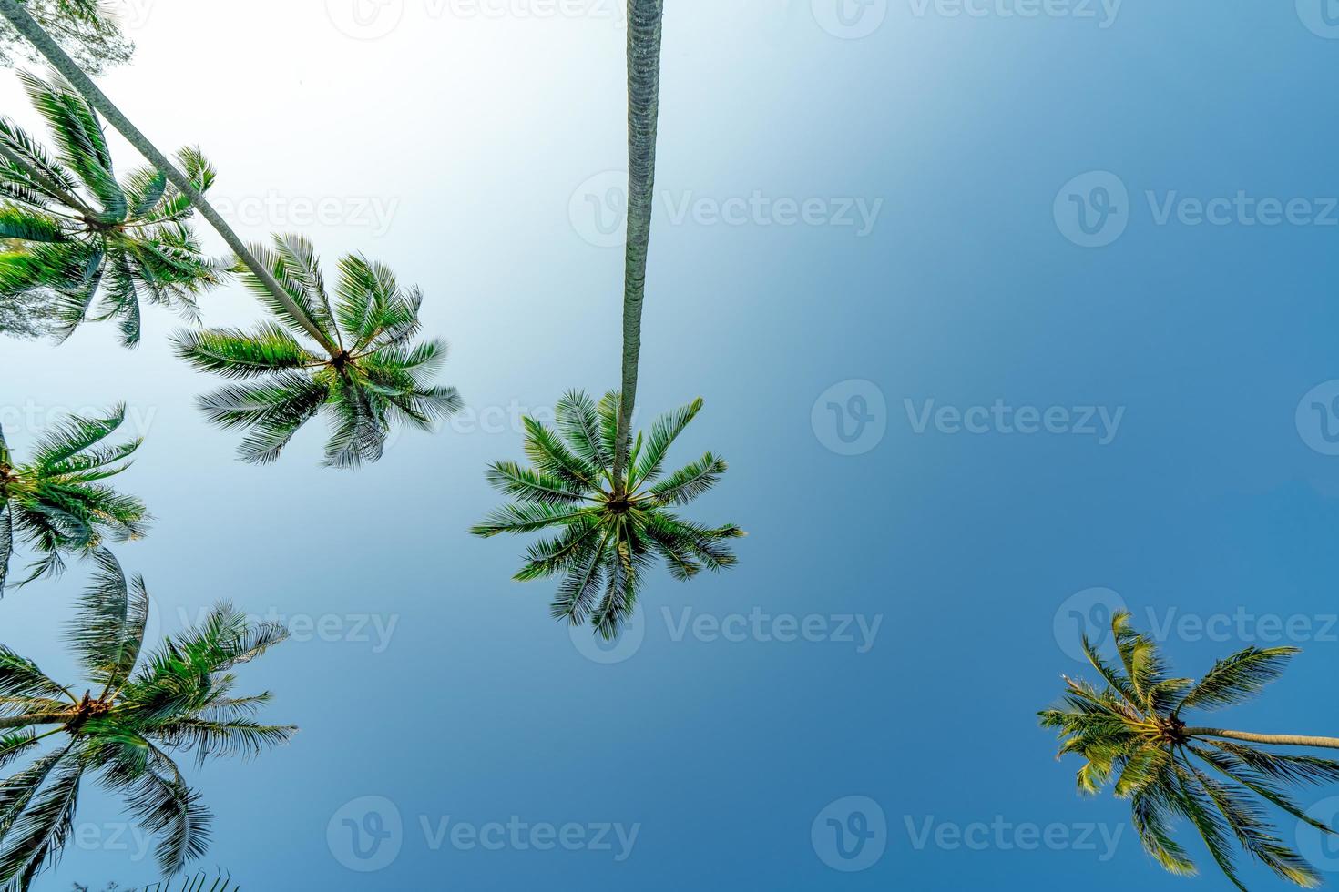 Bottom view of coconut tree on clear blue sky. Summer and paradise beach concept. Tropical coconut palm tree. Summer vacation on the island. Coconut tree at resort by the tropical sea on sunny day. photo