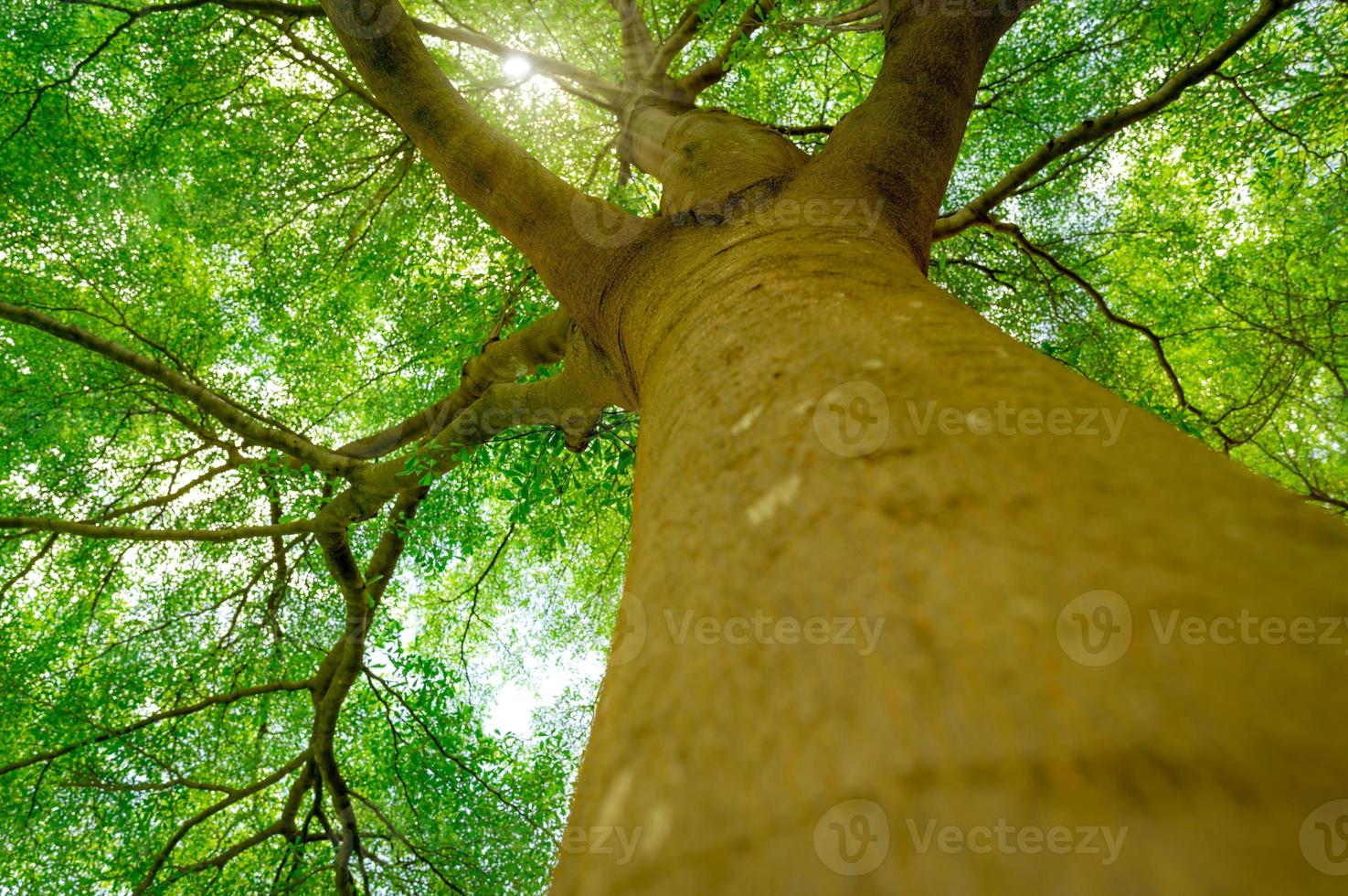 Bottom view of tree trunk to green leaves of big tree in tropical forest with sunlight. Fresh environment in park. Green plant give oxygen in summer garden. Forest tree with small leaves on sunny day. photo