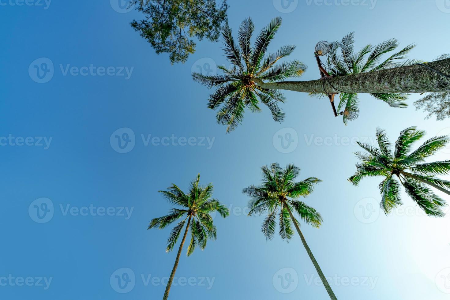 Bottom view of coconut tree on clear blue sky. Summer and paradise beach concept. Tropical coconut palm tree. Summer vacation on the island. Coconut tree at resort by the tropical sea on sunny day. photo