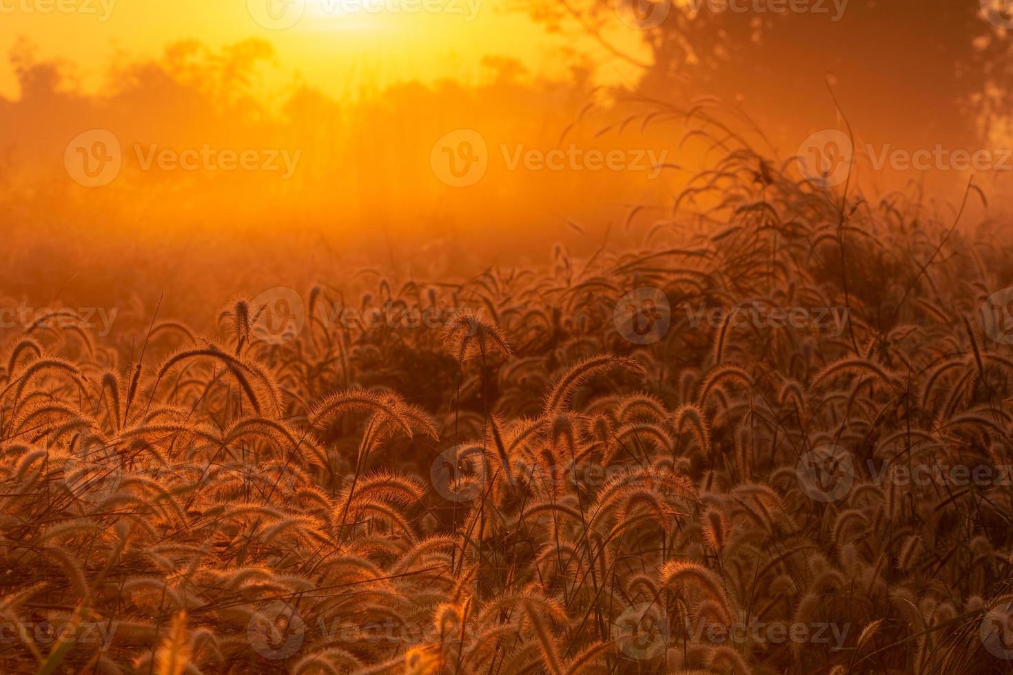 flor de hierba con gota de rocío en la mañana al amanecer con hermoso sol dorado. campo de flores en las zonas rurales. fondo de pradera naranja. flores de hierba de pradera silvestre con luz solar matutina. foto