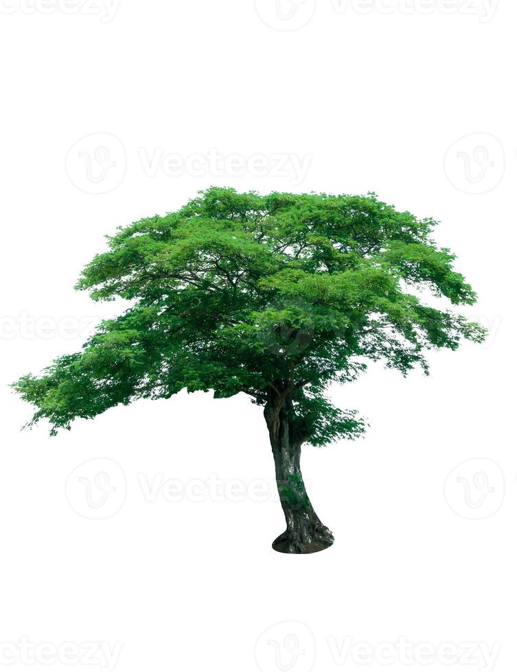 árbol con hojas verdes aislado sobre fondo blanco. árbol tropical árbol ornamental para decorar en el jardín foto