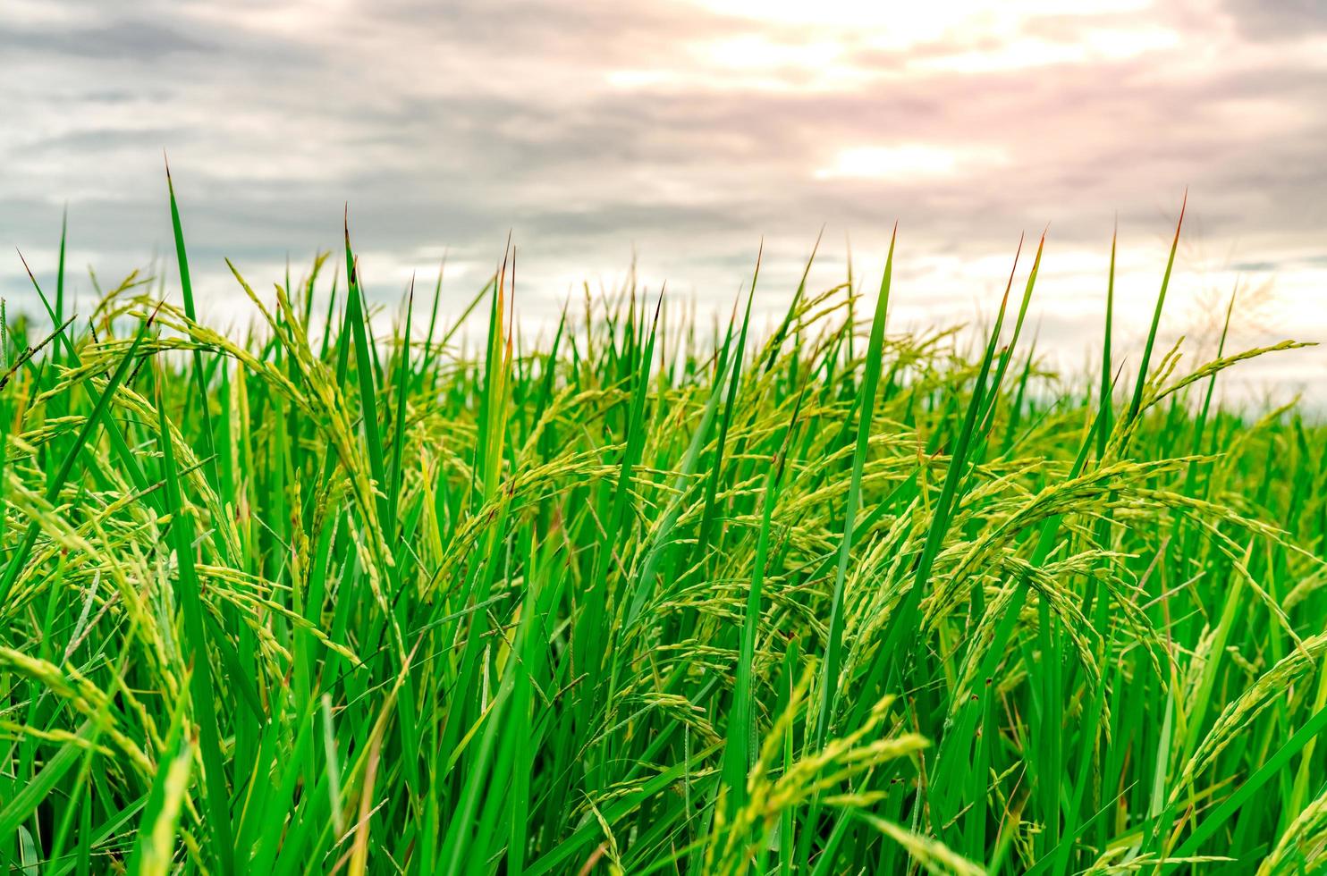 Green rice paddy field. Rice plantation. Organic jasmine rice farm in Asia. Rice growing agriculture. Beautiful nature of farmland. Asian food. Paddy field wait for harvest. Plant cultivation. photo