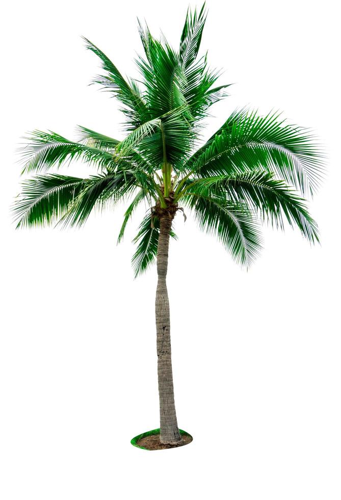 Coconut tree isolated on white background with copy space. Used for advertising decorative architecture. Summer and beach concept. Tropical palm tree. photo
