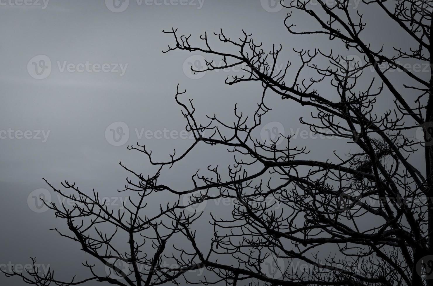 Silhouette dead tree on dark dramatic sky and white clouds background for peaceful death. Despair and hopeless concept. Sad of nature. Death and sad emotion background. Dead branches unique pattern. photo