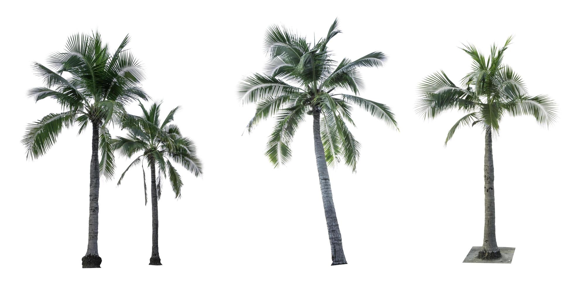 conjunto de cocotero aislado sobre fondo blanco. palmera. palmera tropical. foto