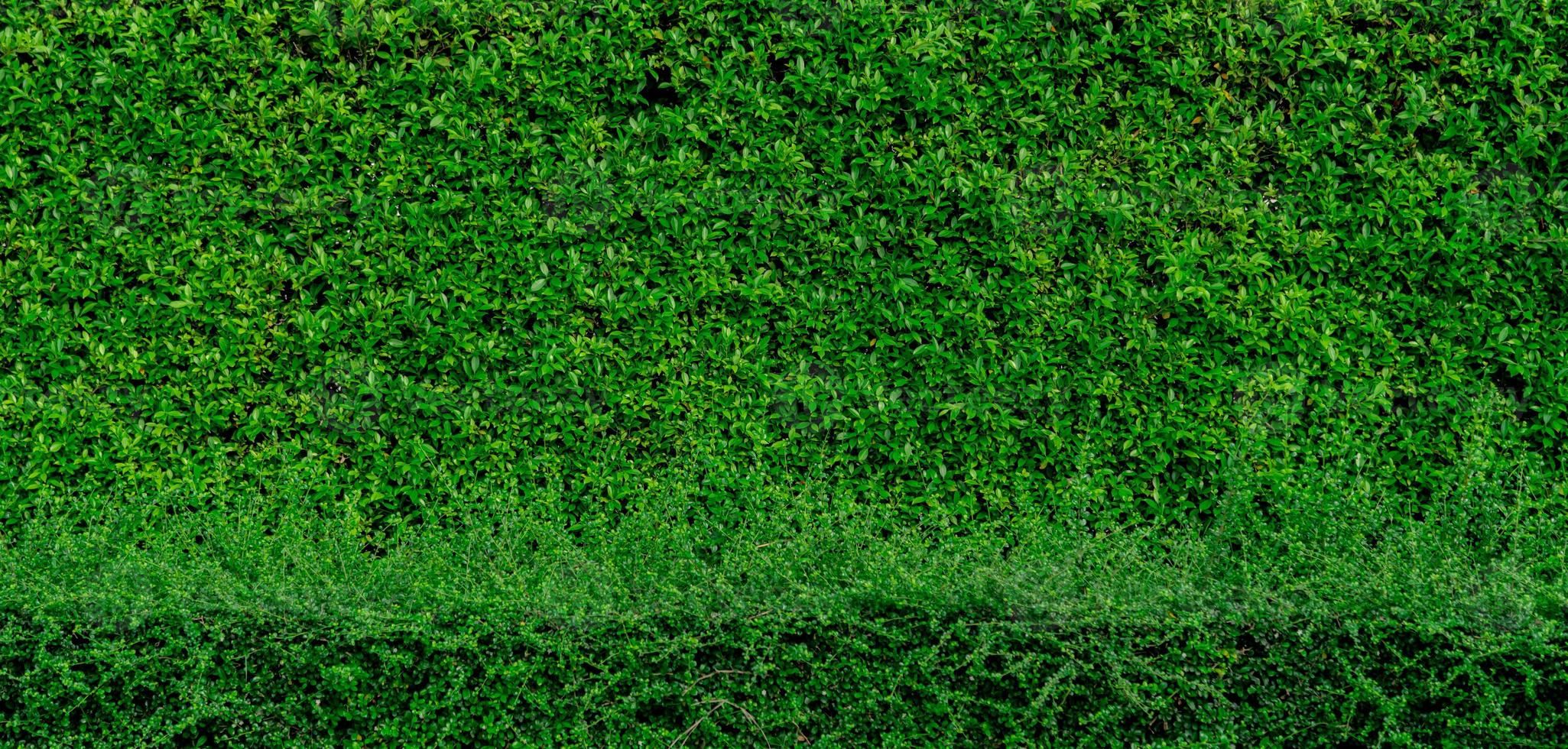 fondo de textura de hojas verdes pequeñas con un patrón hermoso. Ambiente limpio. planta ornamental en el jardín. pared ecológica. fondo natural orgánico. muchas hojas reducen el polvo en el aire. jardín tropical. foto