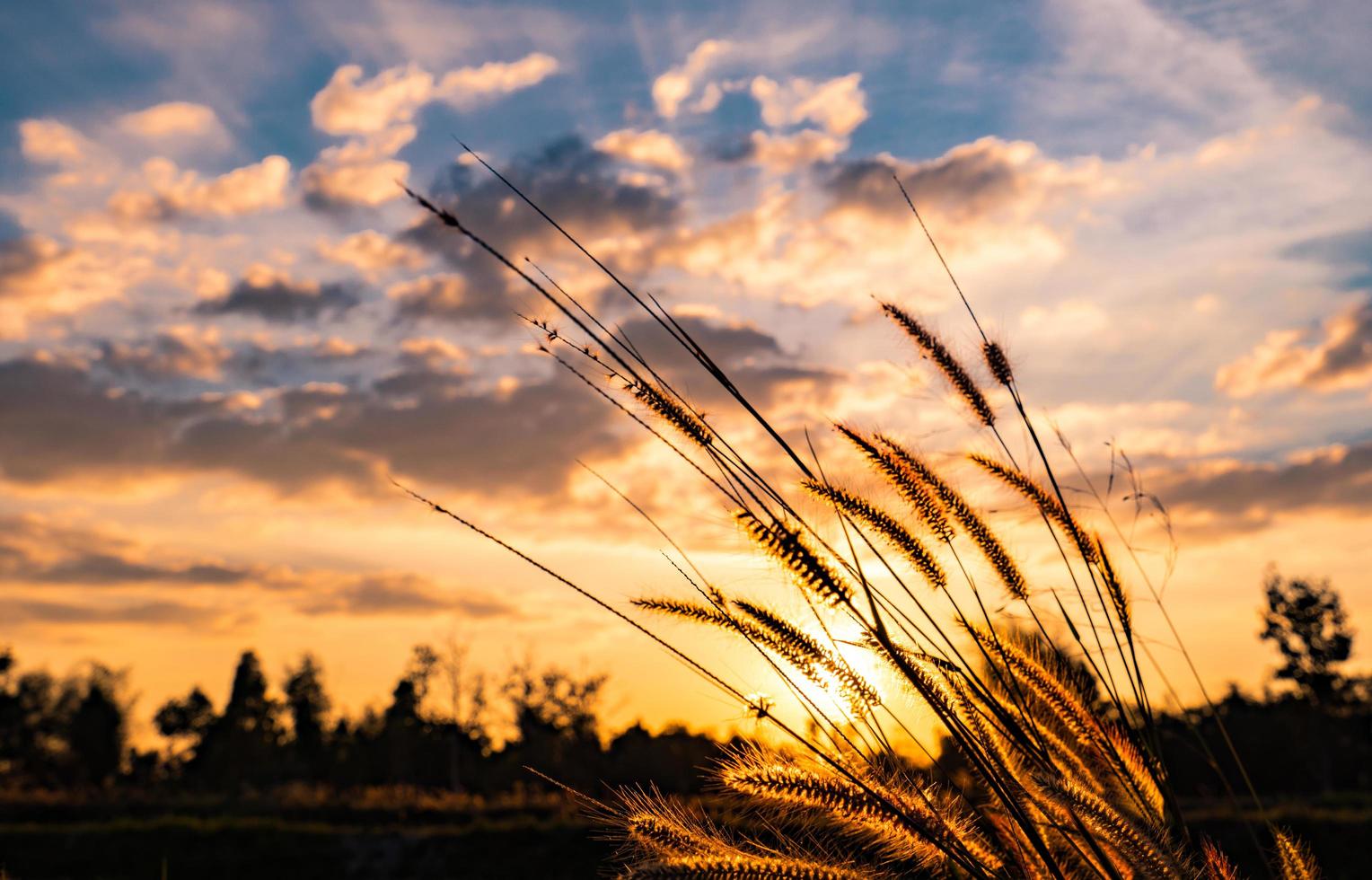 Flower of grass with blurred background of tree, blue sky, white and gray clouds at sunset in Thailand photo