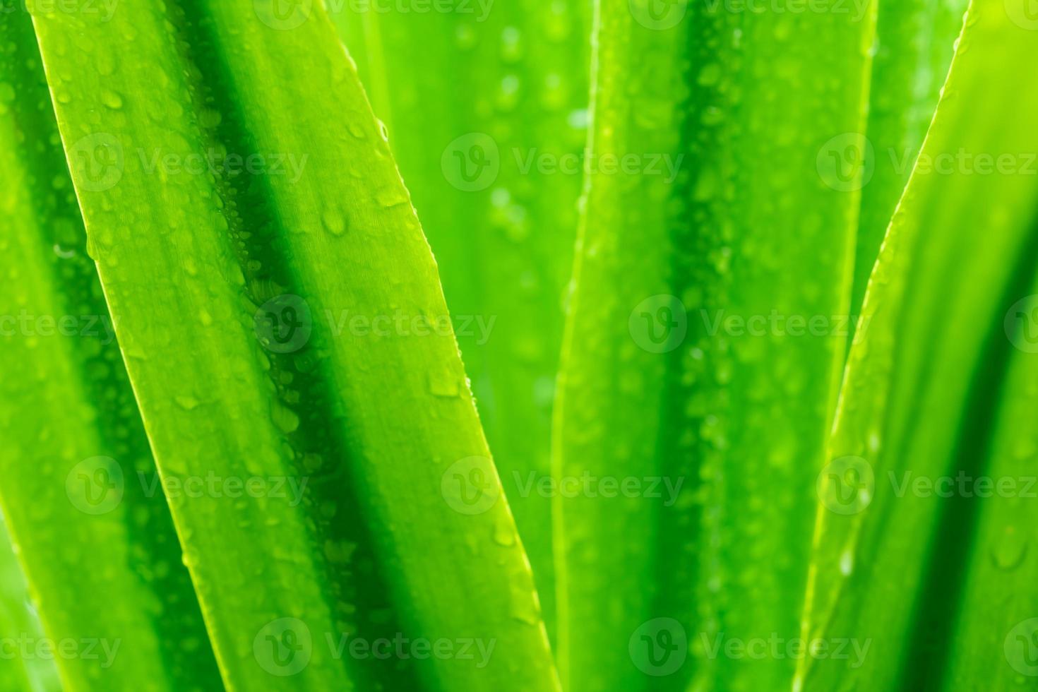 Selective focus fresh green leaves with raindrop. Water drops or rain drop on green plant leaves in garden. Nature background. Rainy season. Green leaf texture background with minimal pattern for spa. photo