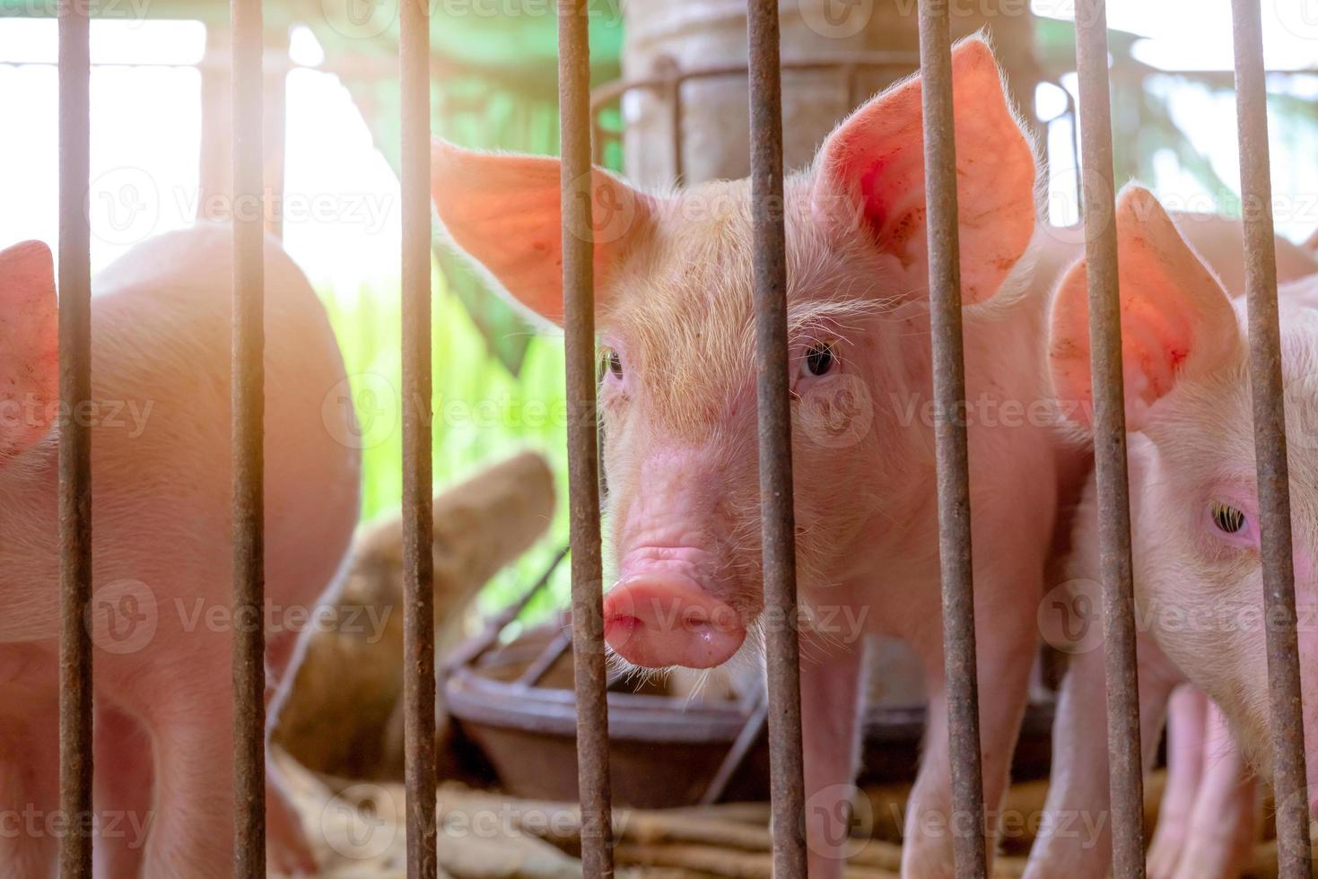 lindo lechón en la granja. pequeño cerdo triste y saludable. ganadería industria de la carne mercado de carne de animales. concepto de peste porcina africana y gripe porcina. cría de cerdos. animal mamífero. lechón rosa en la pocilga. foto