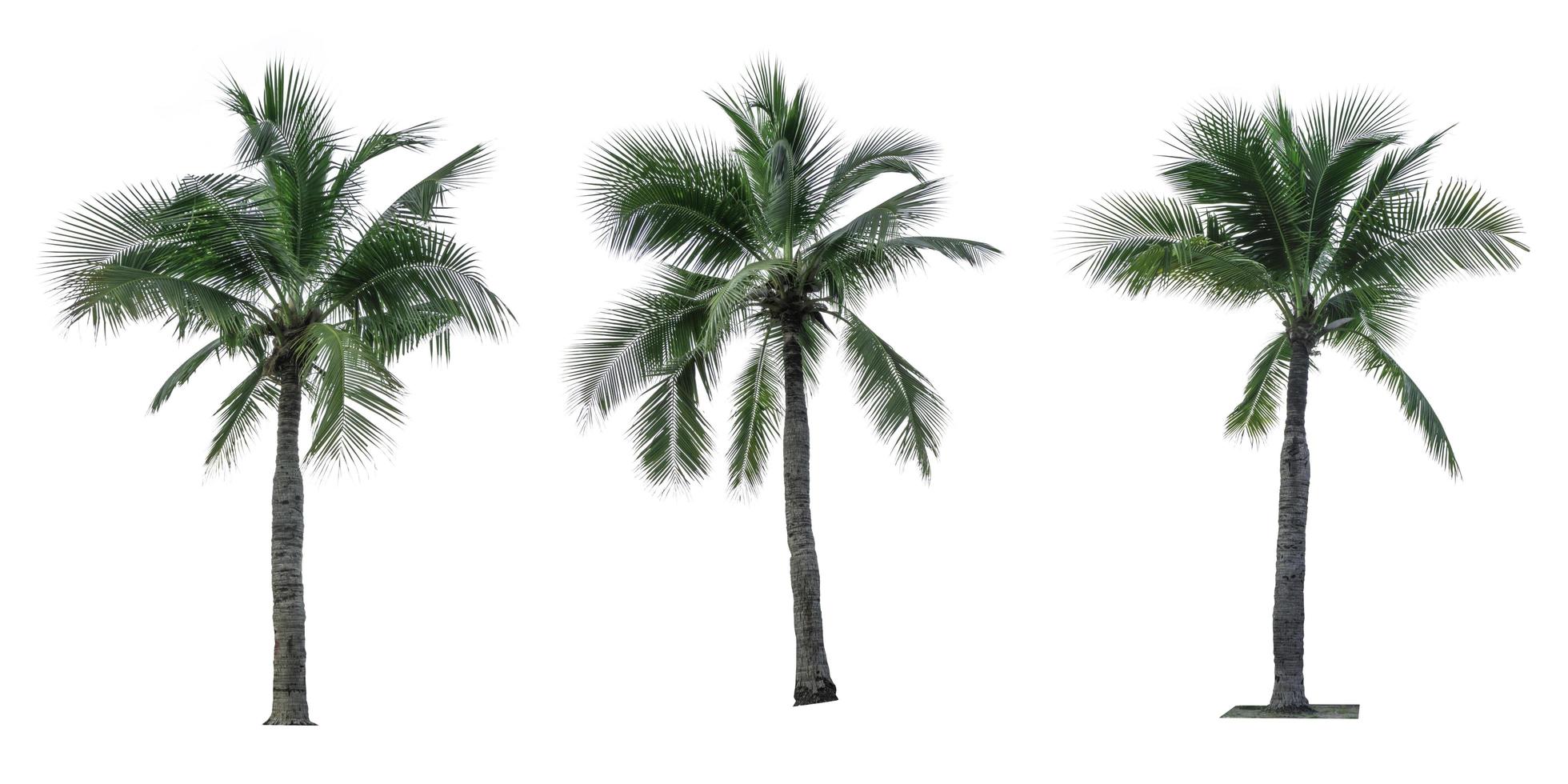 Set of coconut tree isolated on white background. Palm tree. Tropical palm tree. photo