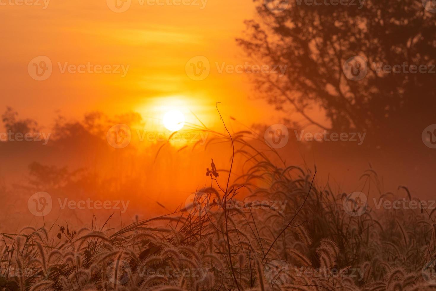 flor de hierba en la mañana al amanecer con sol dorado. campo de flores en las zonas rurales. fondo de pradera naranja. flores de hierba de pradera silvestre con luz solar matutina. comenzar un nuevo día o un nuevo concepto de vida. foto