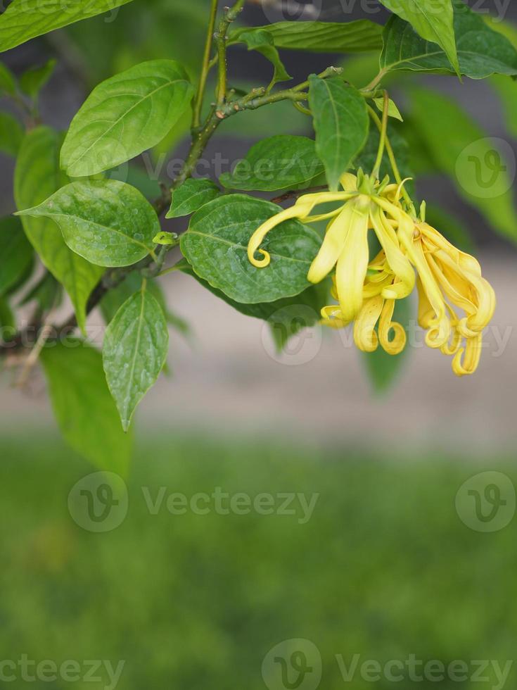 Cananga odorata Ylang-ylang name of flower Waves Gray bark Bouquet of flowers into a cluster Yellow or green petals are fragrant space blurred of nature background for write photo