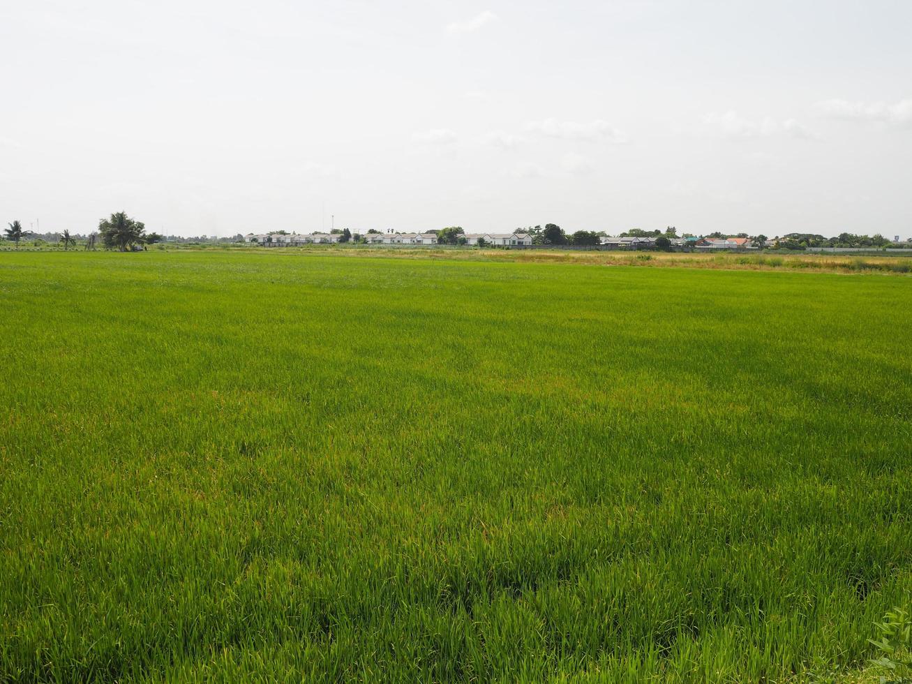 nature rice tree grassy lush verdancy verdant verdantly verdure verdurous verdurousness greenery greenish viridity Green fields grass green manicured lawns photo