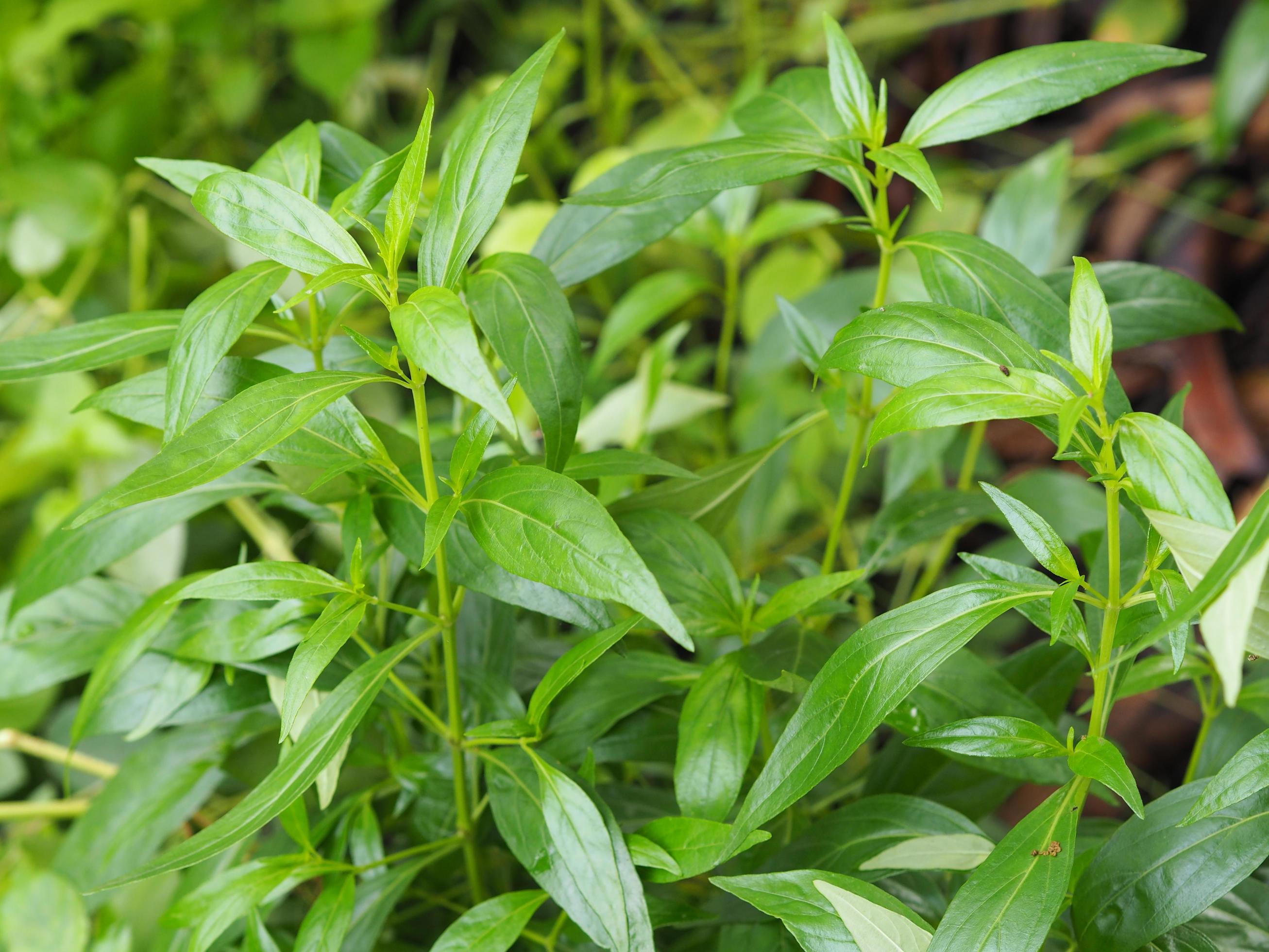 Thai herbs King of Bitter scientific name Andrographis paniculate Burm
