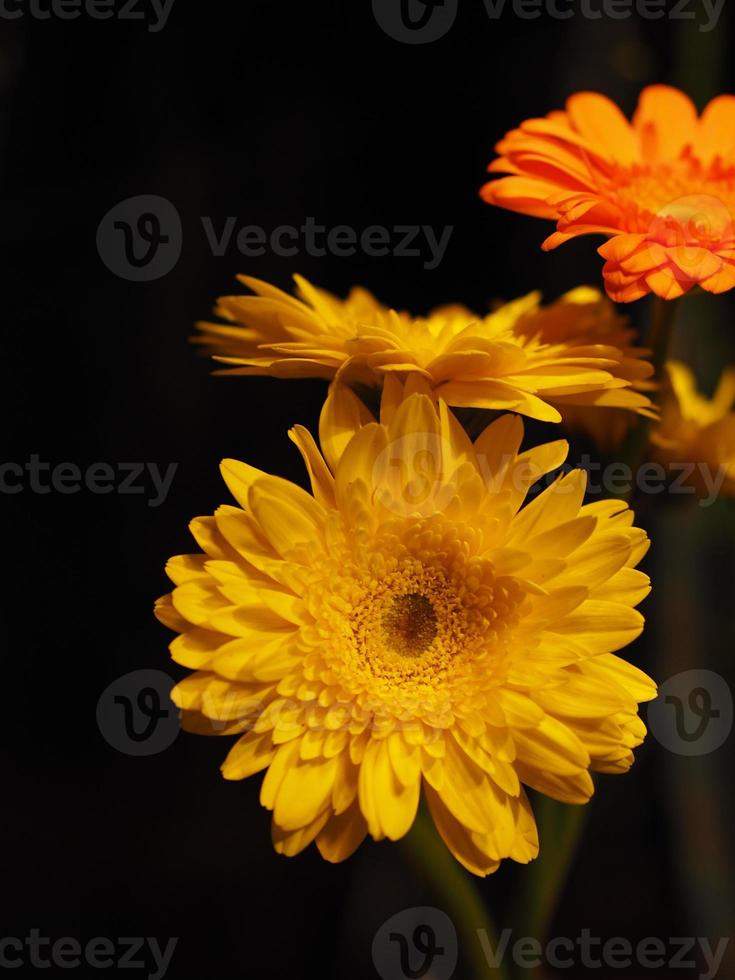 Yellow Chrysanthemum Flower Scientific name Dendranthemum grandiflora beautiful bouquet stacked on background photo