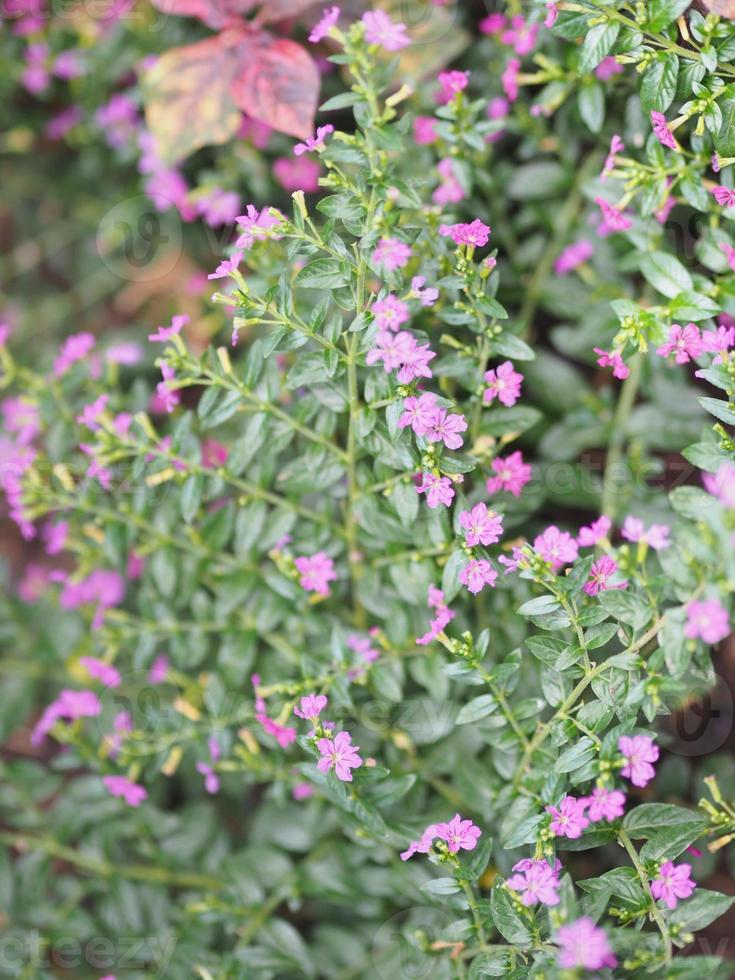 Image of Pink false heather stock photo