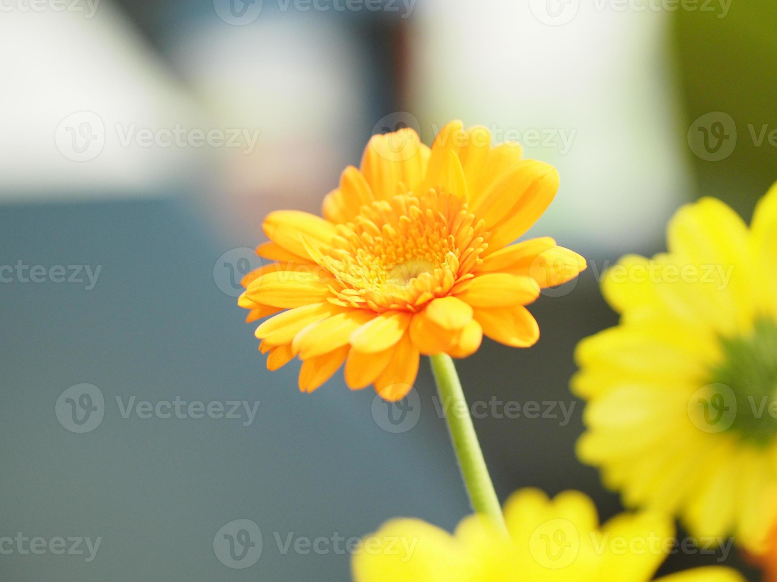 Yellow Chrysanthemum Flower Scientific name Dendranthemum grandiflora