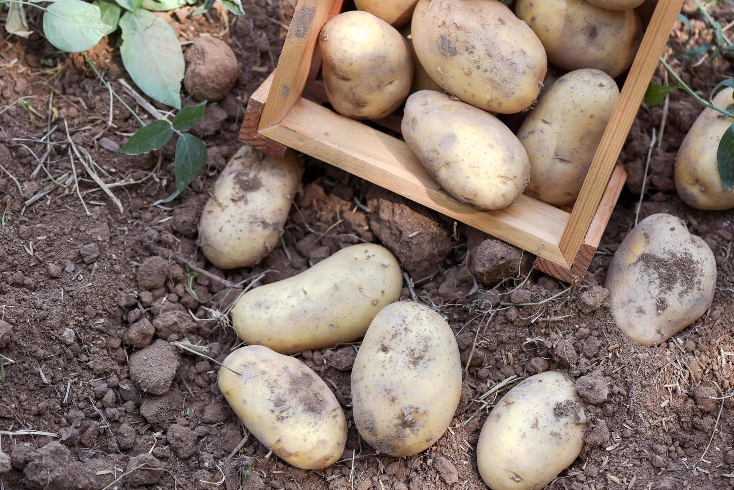 Fresh potato plant, harvest of ripe potatoes in wooden box agricultural products from potato field photo
