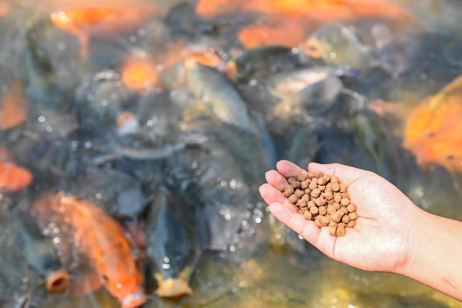 alimentar a los peces, cerrar los alimentos de gránulos marrones para peces en la mano, alimentar a los peces con alimentos en estanques de superficie de agua en estanques de superficie de agua, piscifactoría foto