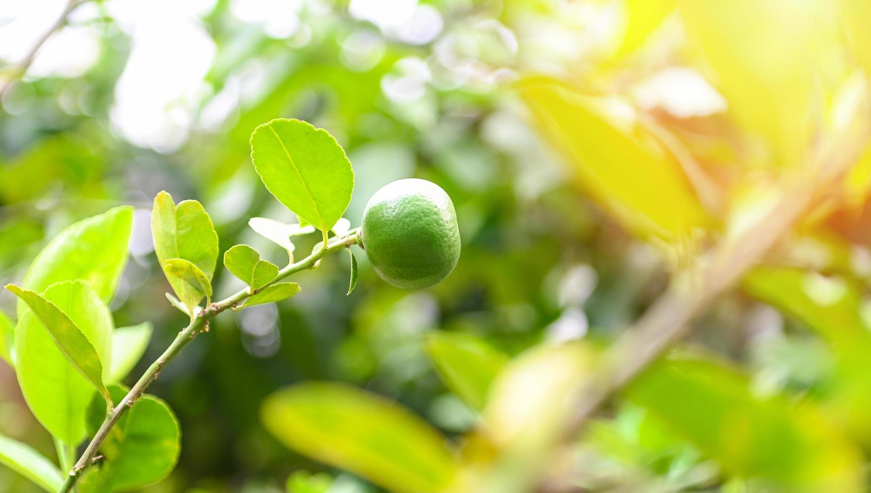 limas verdes en un árbol, cítricos de lima fresca con alto contenido de vitamina c en la granja del jardín agrícola con fondo verde borroso de la naturaleza en verano foto