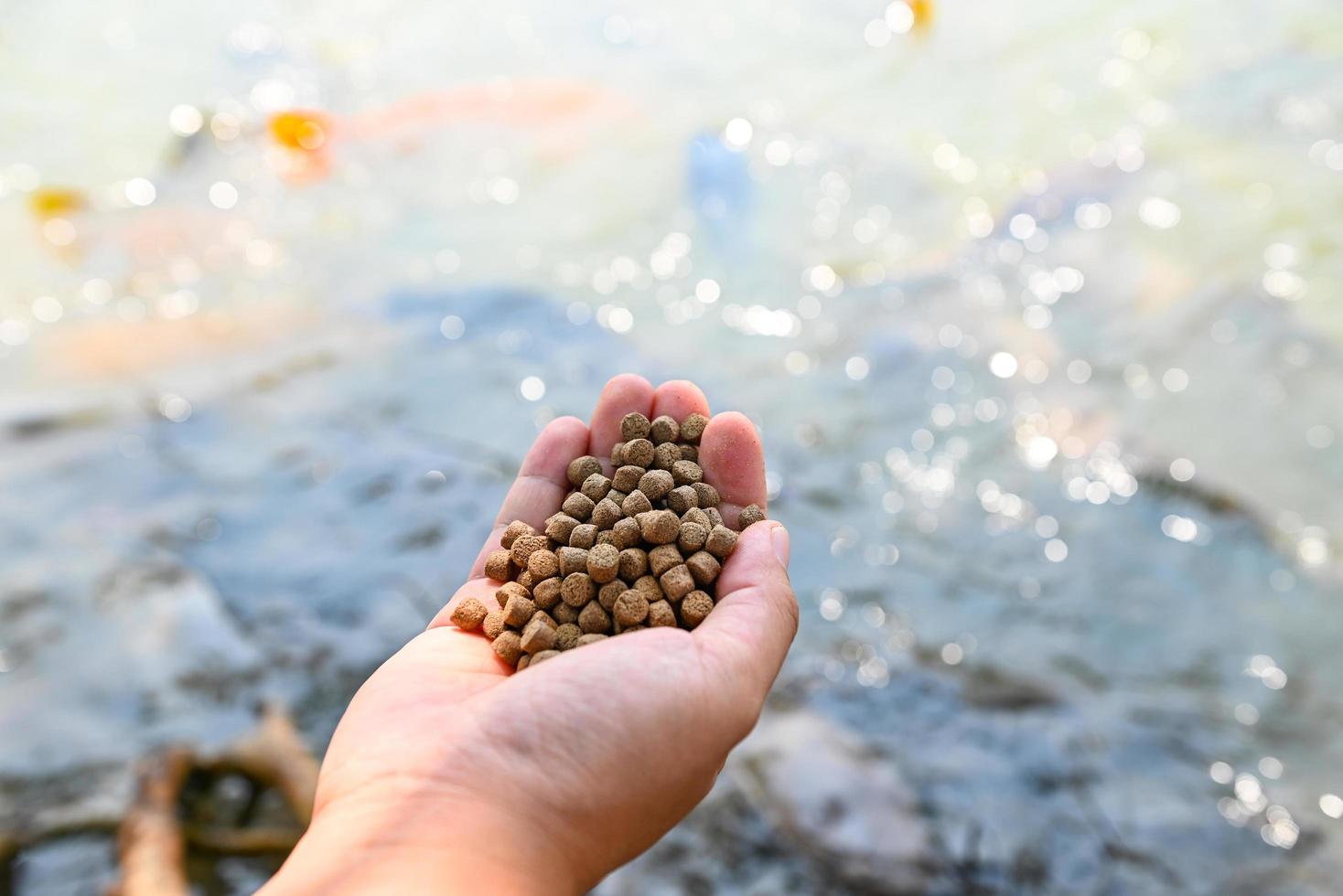 alimentar a los peces, cerrar los alimentos de gránulos marrones para peces en la mano, alimentar a los peces con alimentos en estanques de superficie de agua en estanques de superficie de agua, piscifactoría foto