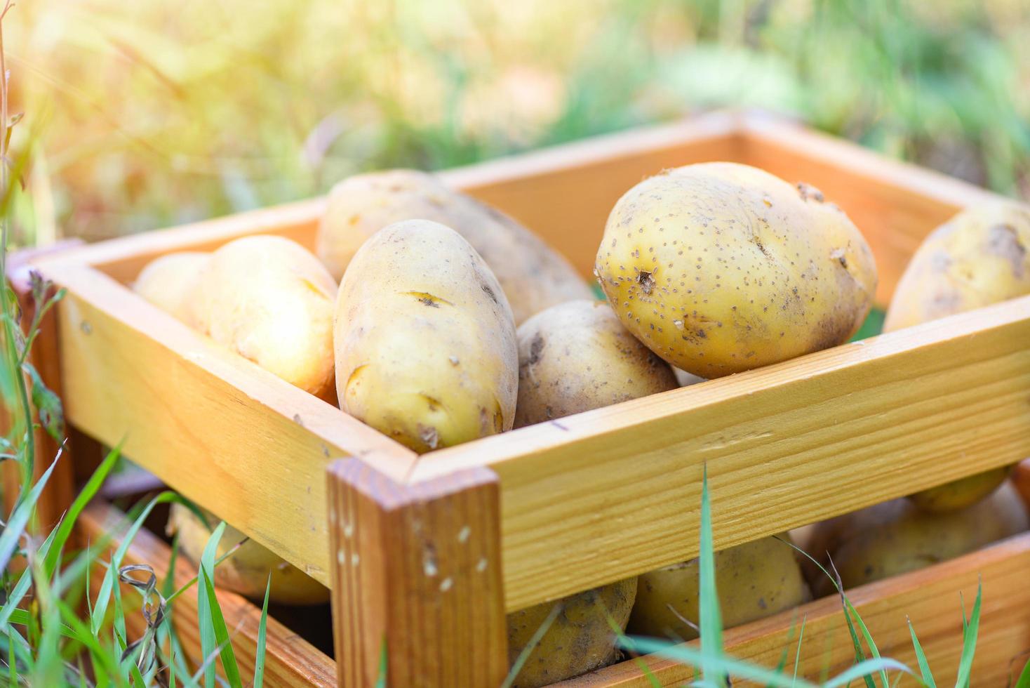 Fresh potato plant, harvest of ripe potatoes in wooden box agricultural