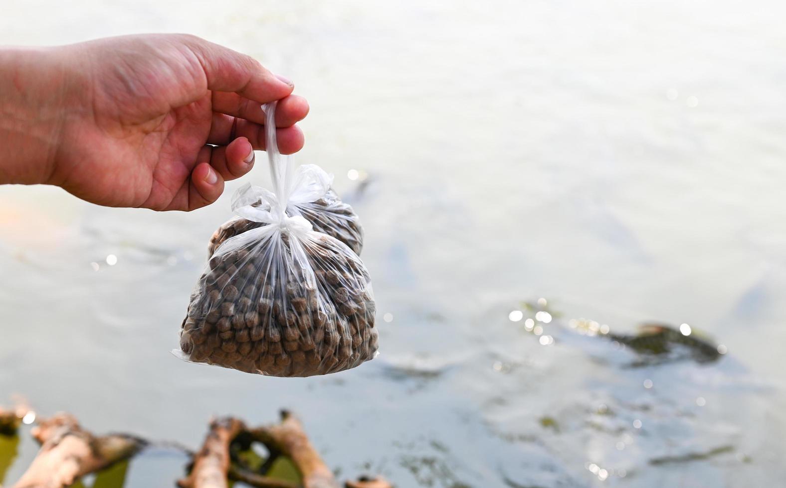 alimentar a los peces, cerrar los alimentos de gránulos marrones para peces en la mano, alimentar a los peces con alimentos en estanques de superficie de agua en estanques de superficie de agua, piscifactoría foto