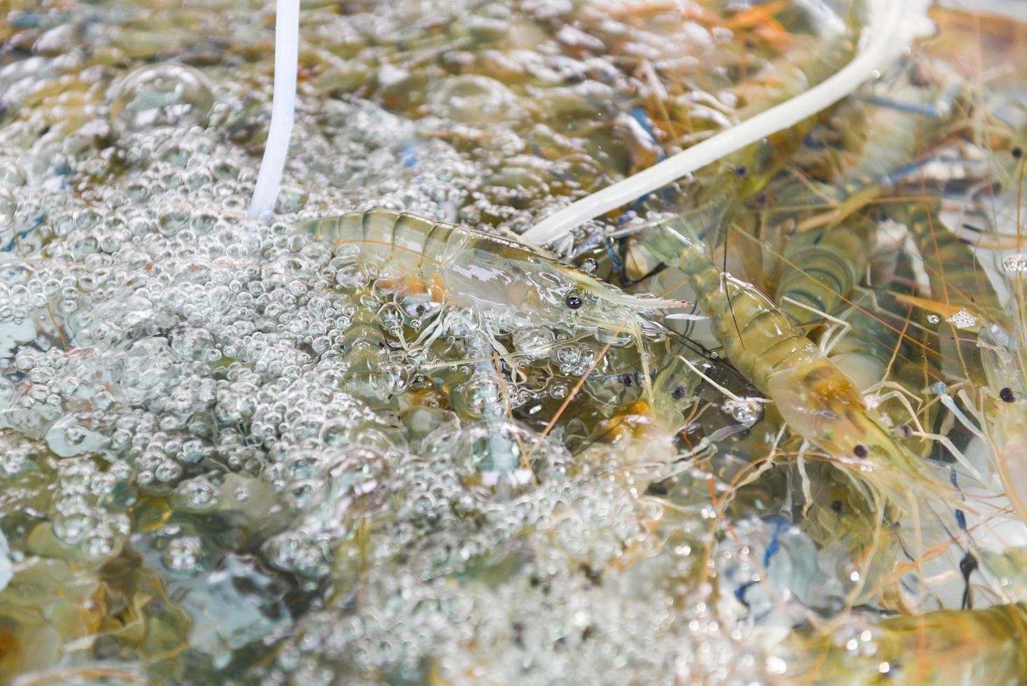 Fresh shrimp prawn life on the pond, Shrimp farm for sales to the market photo