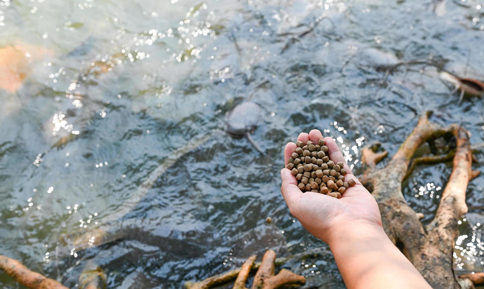 alimentar a los peces, cerrar los alimentos de gránulos marrones para peces en la mano, alimentar a los peces con alimentos en estanques de superficie de agua en estanques de superficie de agua, piscifactoría foto