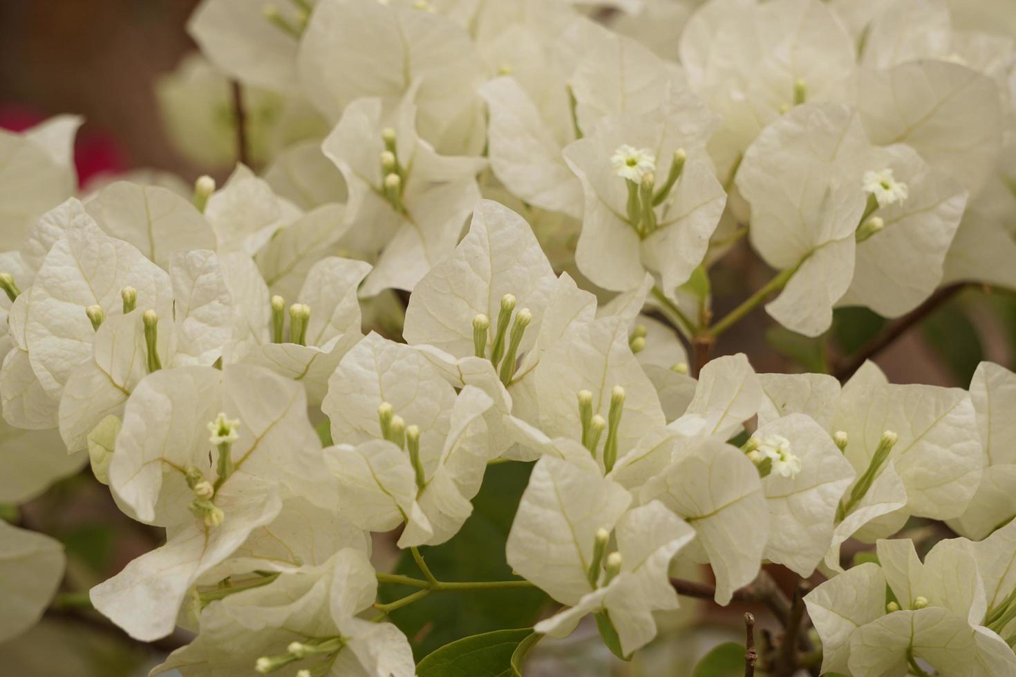 flores de buganvillas blancas en el jardín foto