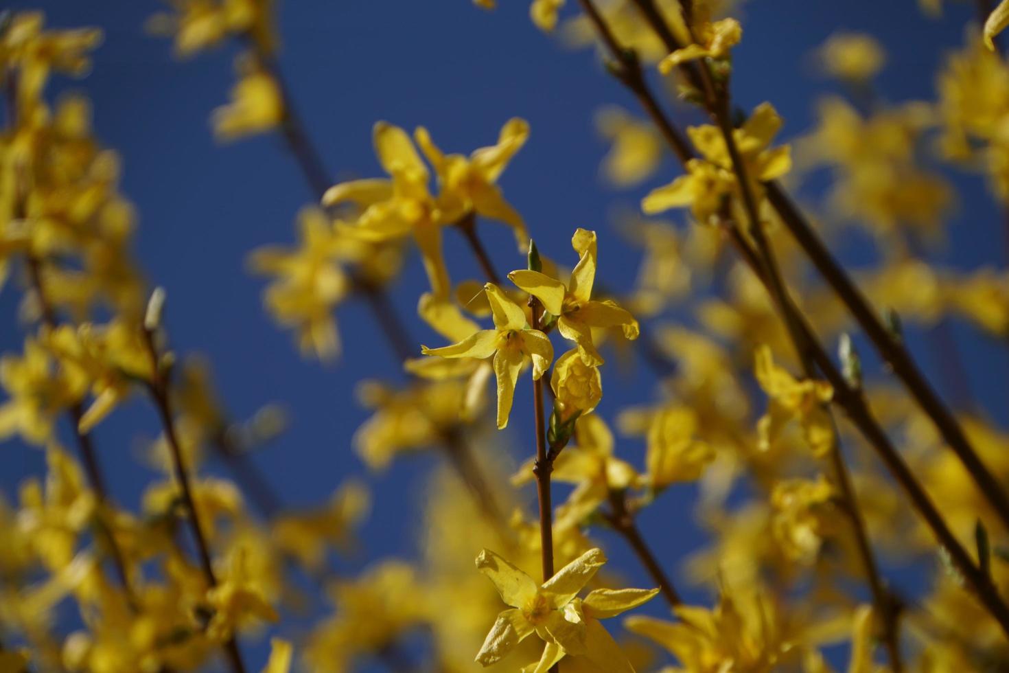 Blooming Forsythia Plant In The Garden. photo