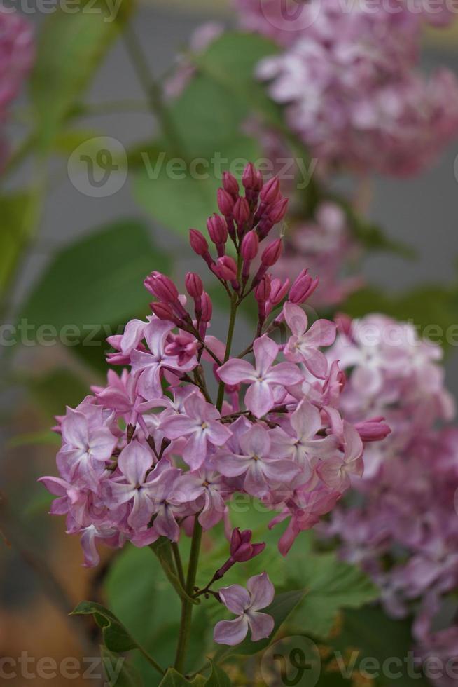 Beautiful Lilac Flowers In The Green Garden. photo