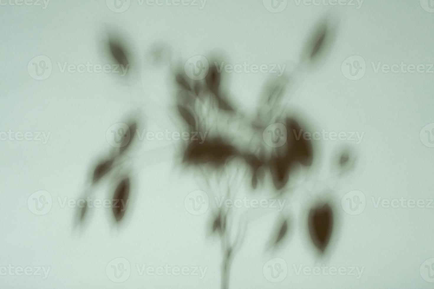 Shadow of a tree on blue background. Silhouete of a plant. photo