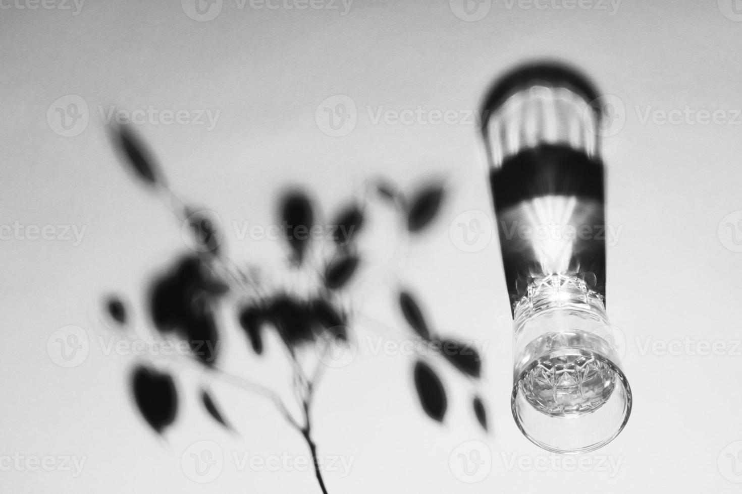 Glass of water still life image in black and white. Glass of water with and a tree branch shadow. photo