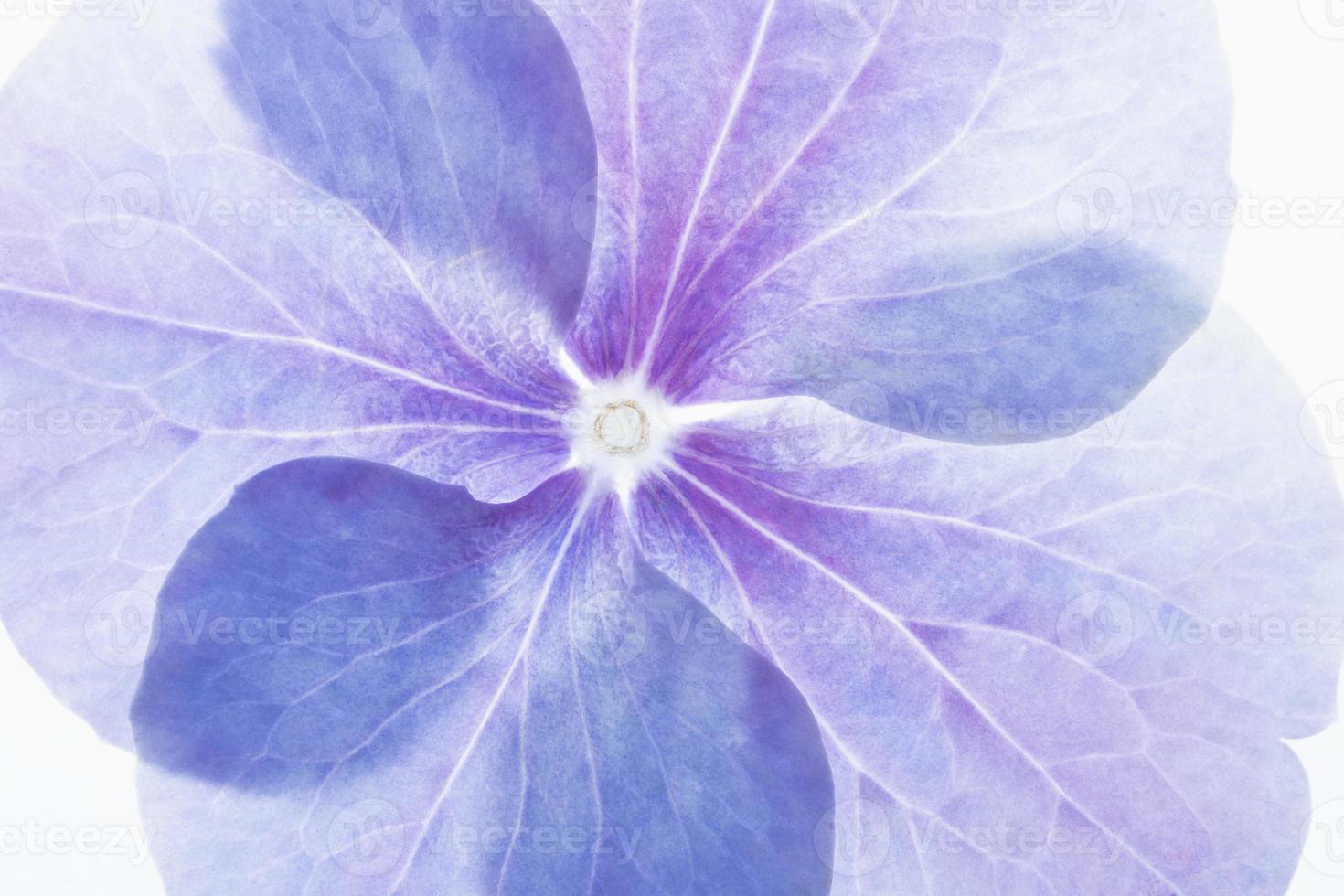 foto macro retroiluminada de flor de hortensia azul y púrpura