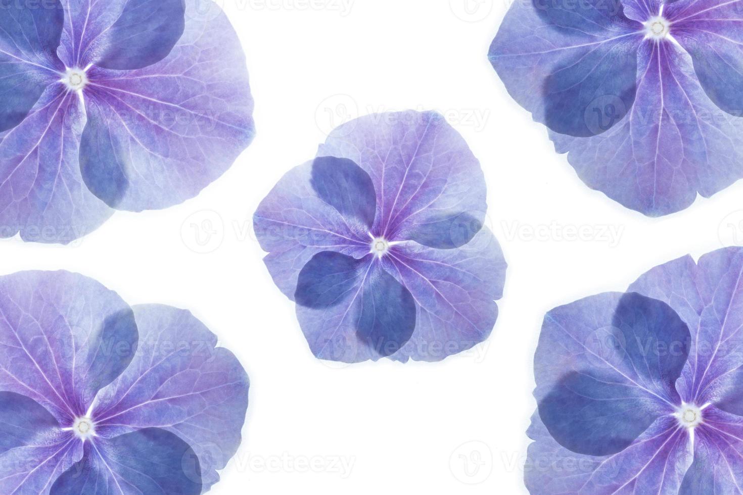 backlit pattern photo of blue and purple hydrangea flower