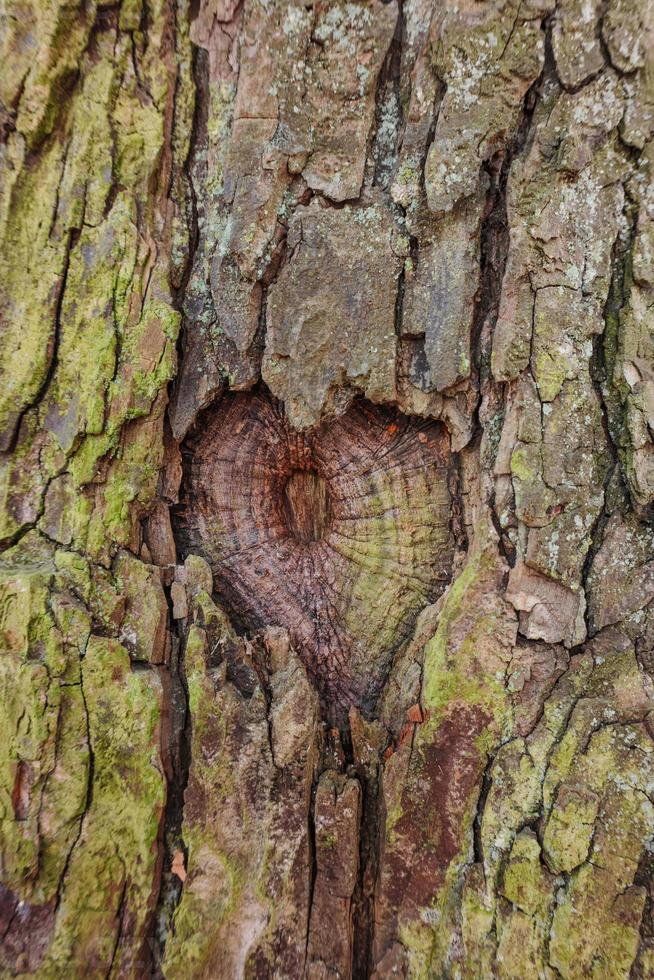 ojo de árbol en forma de corazón foto