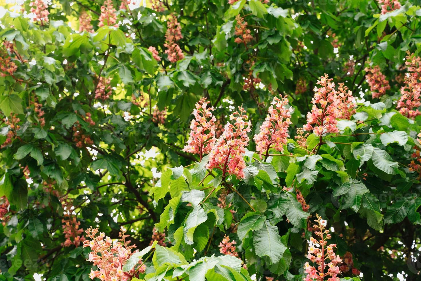 Chestnut tree blossoms photo