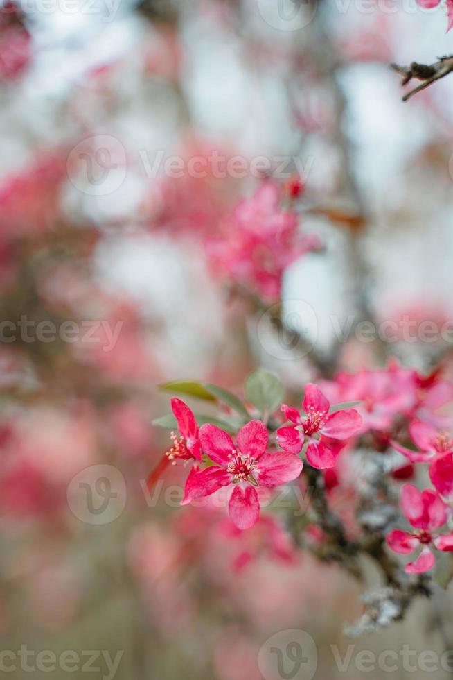 Praire Fire Crabapple bright pink blossom in April Spring 7765090 Stock