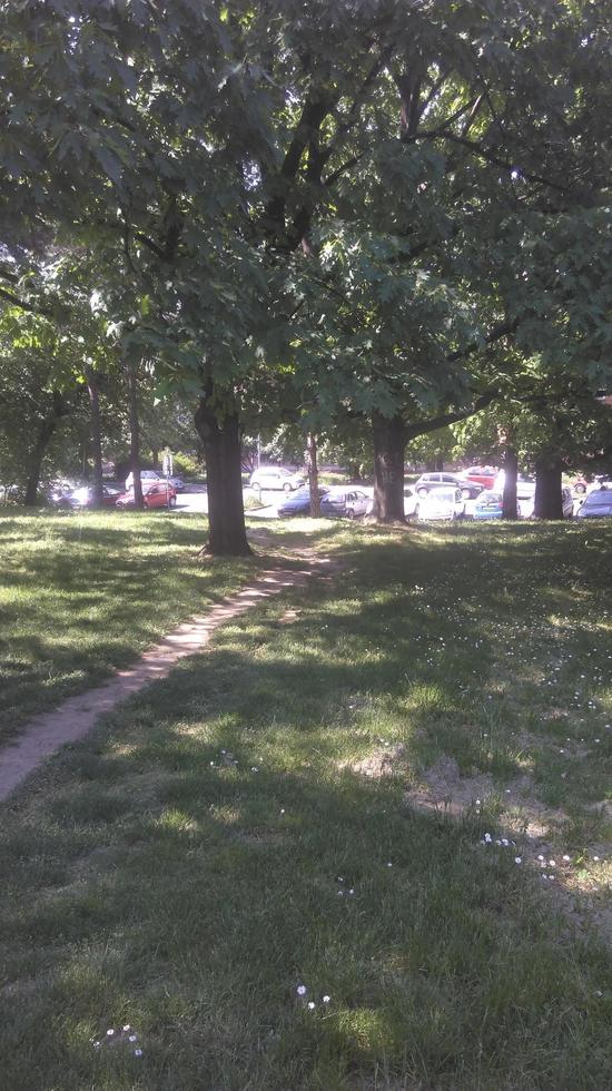 plants, trees, grass and flowers photo