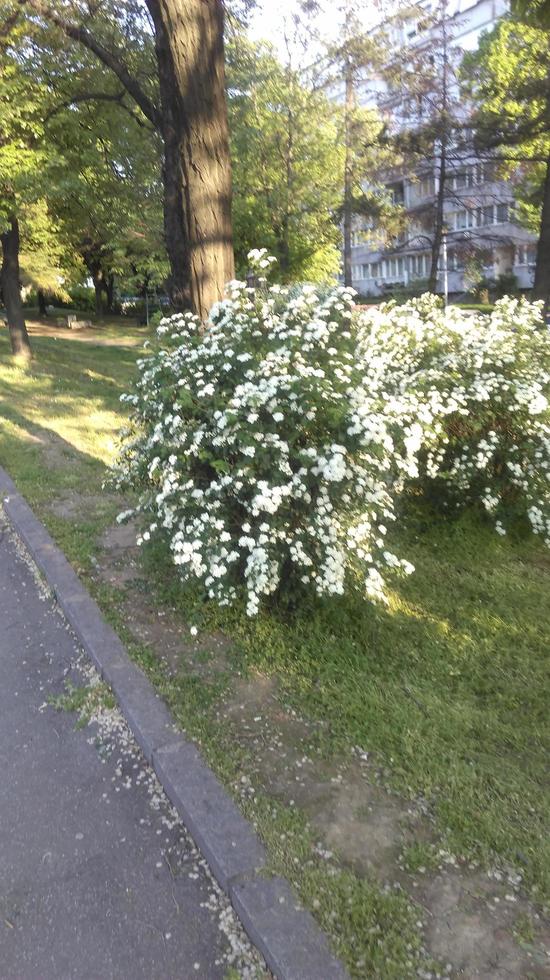 green bush with flower buds photo