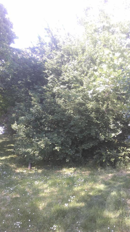 plants, trees, grass and flowers photo