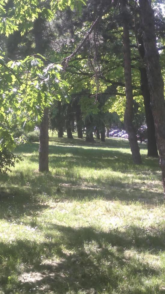 plants, trees, grass and flowers photo