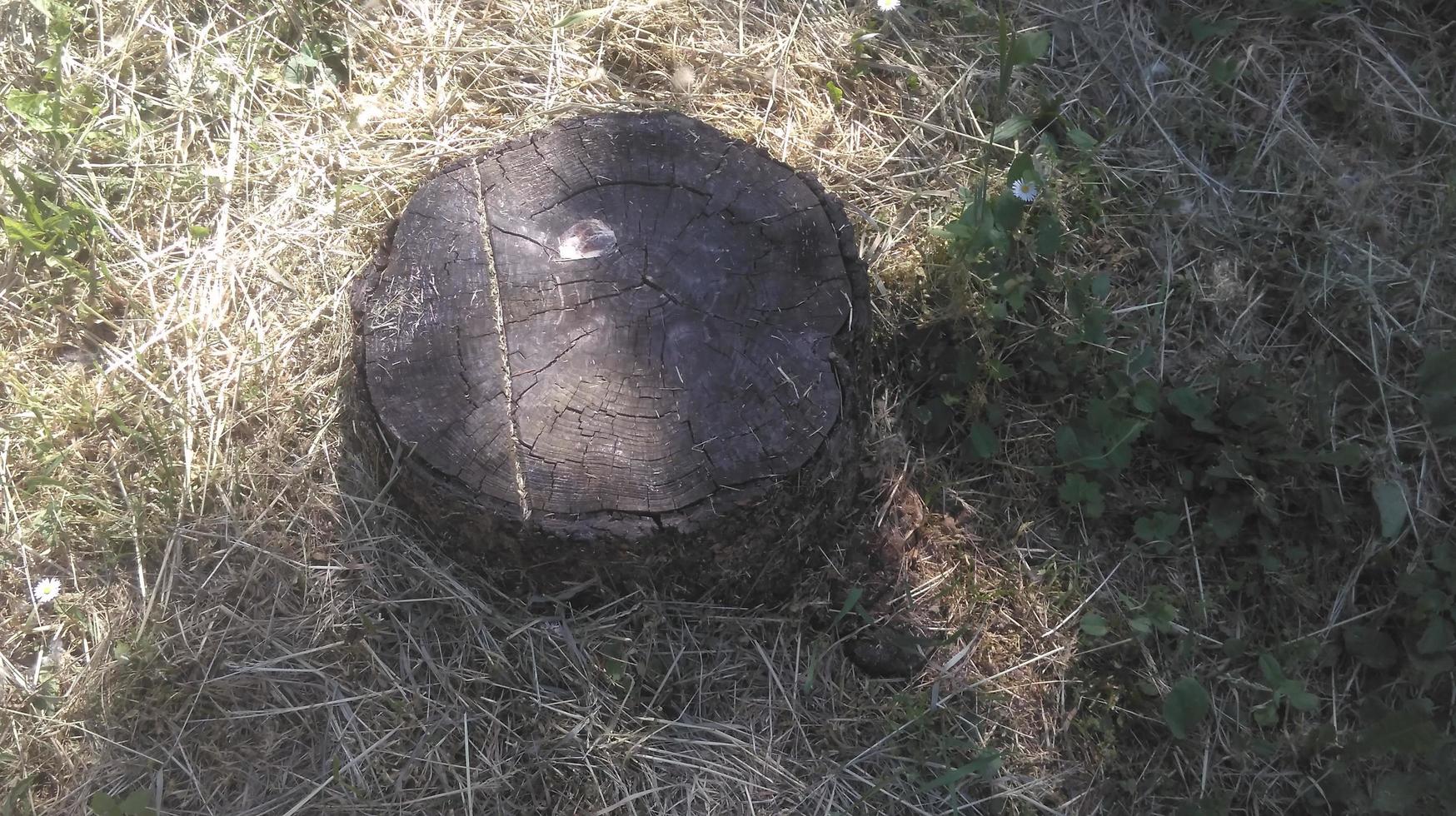 two tree trunks stubs in nature photo