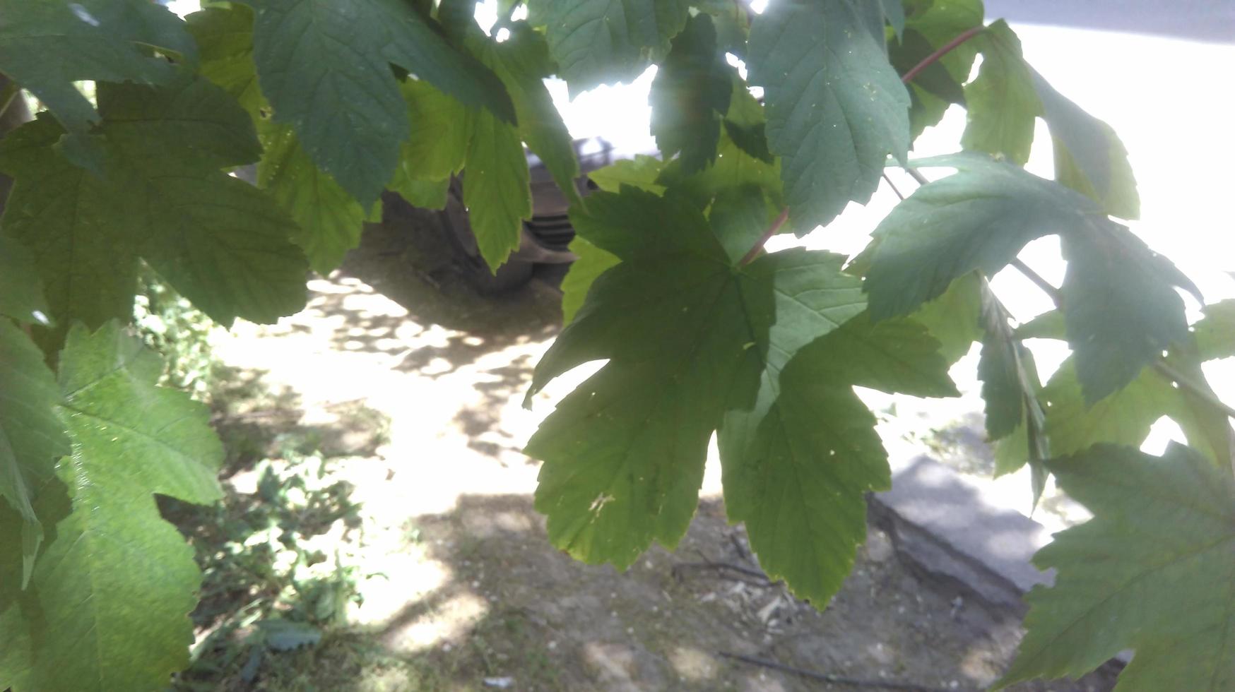 naturaleza al aire libre con hojas verdes y exuberantes vegetación y árboles foto