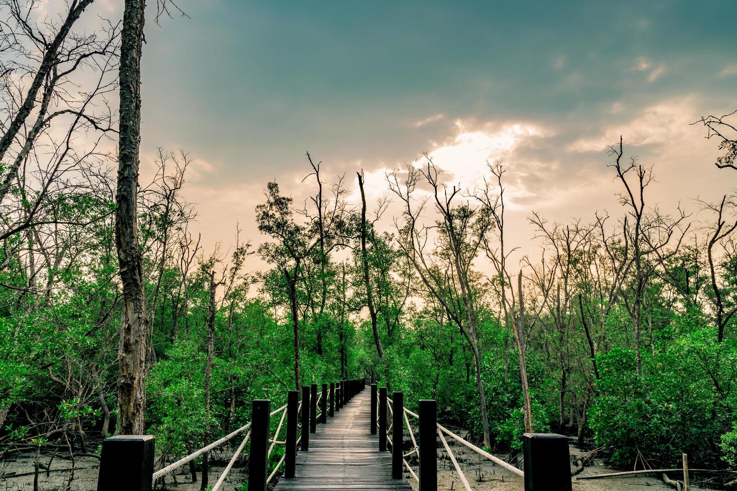 Wood bridge with rope fence in mangrove forest with dead trees and grey sky and clouds. Rain is coming. photo