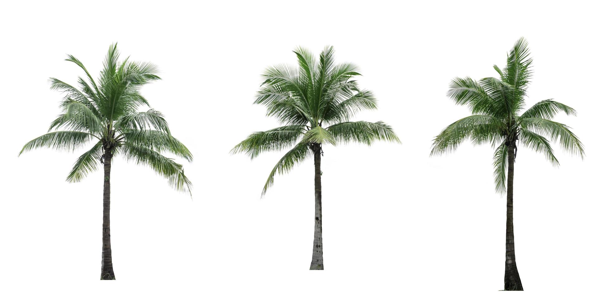 Set of coconut tree isolated on white background. Palm tree. Tropical palm tree. photo