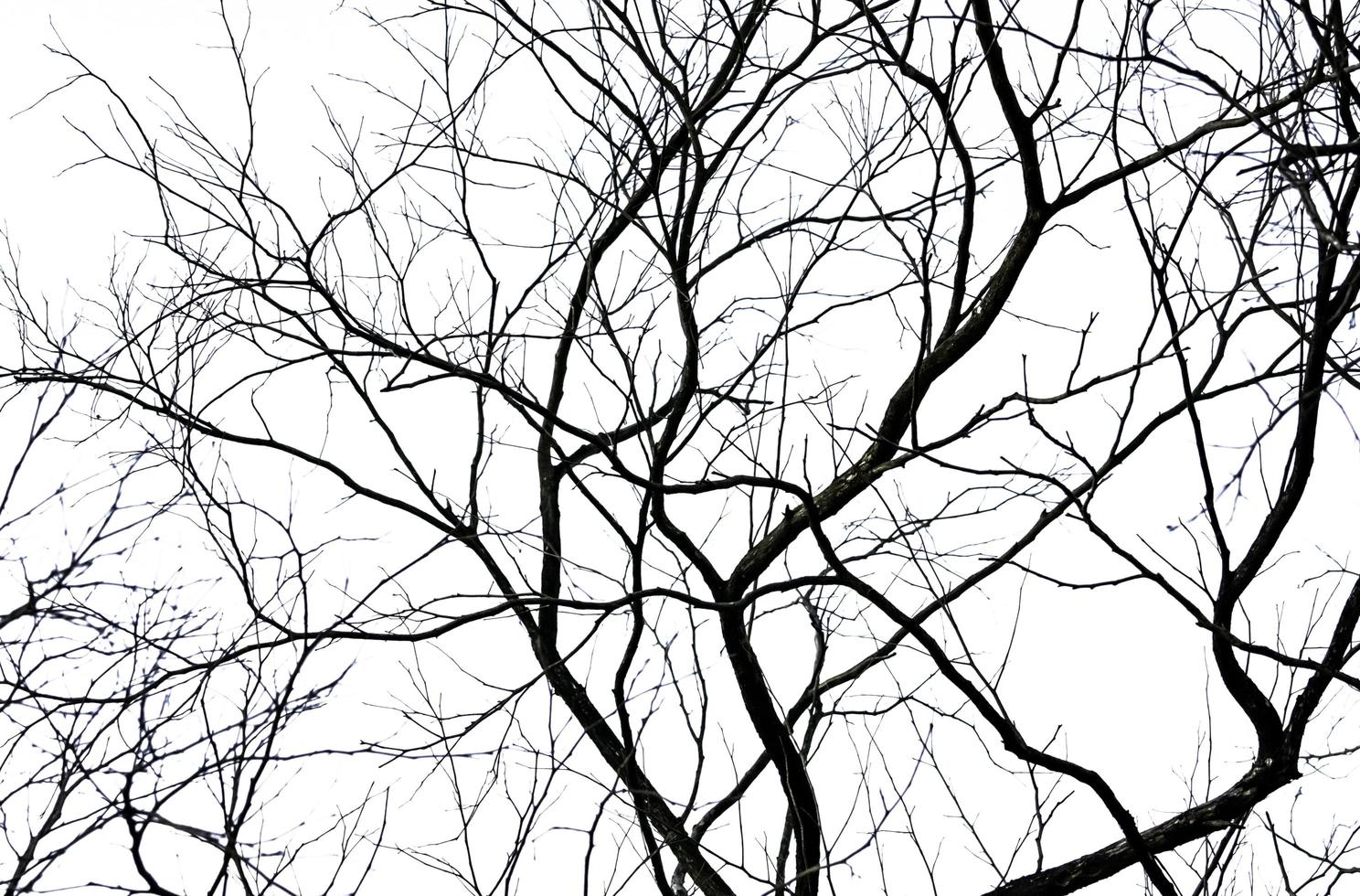 Silhouette dead tree and branch isolated on white background. Black branches of tree backdrop. Nature texture background. Tree branch for graphic design and decoration. Art on black and white scene. photo
