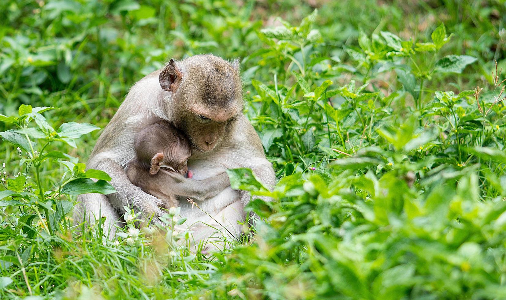 The monkey sits to feed his baby from the breast in the wild grass photo