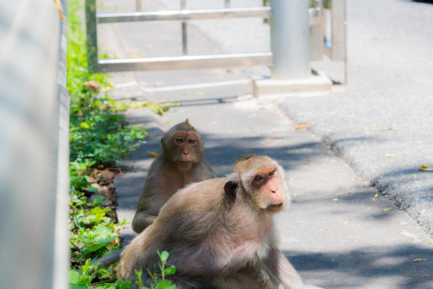 dos monos miran con sospecha y parecen borrachos. lindos monos al lado de la carretera asfaltada. animal en la ciudad. foto